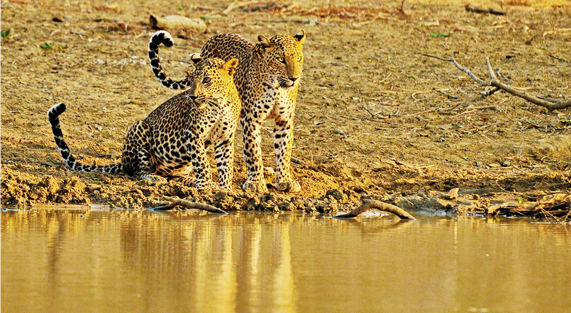 Yala Safari Jeeps Sri Lanka