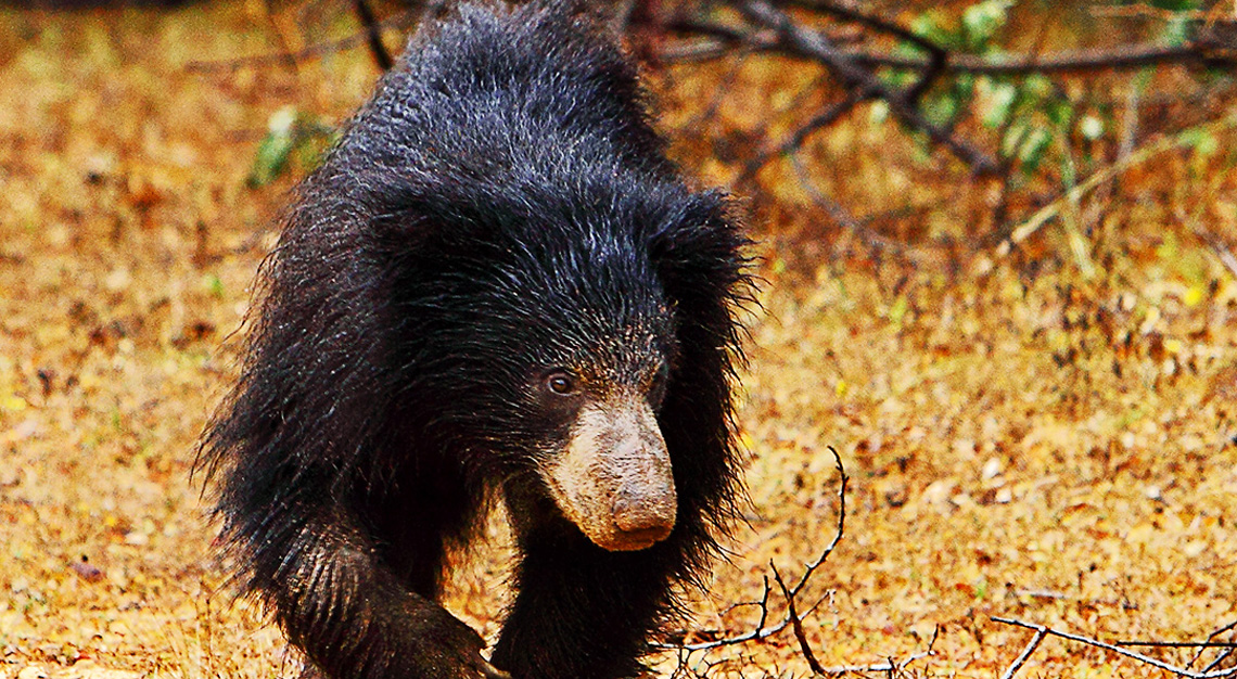 Yala Safari Jeeps Sri Lanka